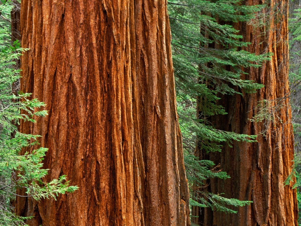Sequoia-close-up